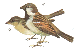 pardal comú