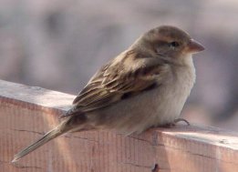pardal comú
