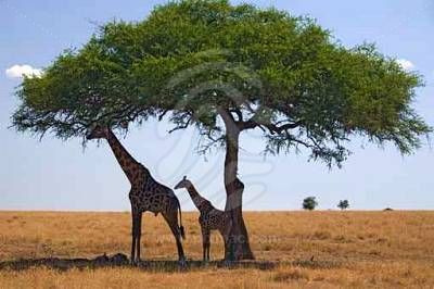 Resultado de imagen para ACÀCIES imatges amb girafes