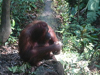 Orangutan