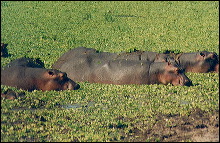 Hipopotamos en la Charca más celebre de Zambia
