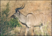 Gran Kudu
