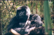 Gorila de las motañas en los Virunga