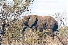 Elefante