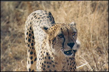 Cheetah en el Serengetti