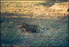 Leopardo cazando
