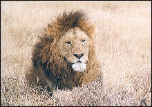 Leoncito en el cráter del Ngorongoro (Tanzania)