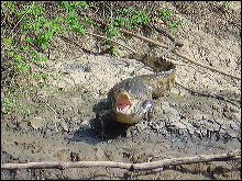 Simpático bicho en las Yungas