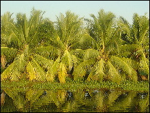 Palmeral en Kerala