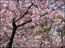 Cada día la TV informa de cómo va la floración de los cerezos