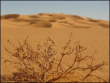 En el desierto la vegetación es...