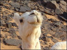 Se llamaba Aroa y  era una camella muy cariñosa