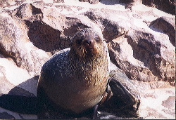 Habitante de Cape Cross