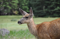 elk