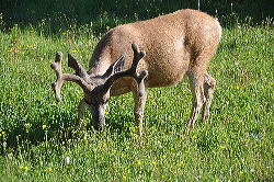 Elk macho en el cámping