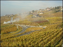 Vignobles cerca de Laussanne