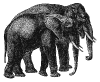 Elefants: asitic i afric