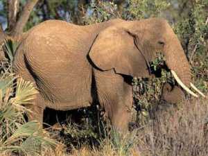 Elefant afric�