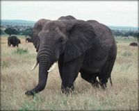 Elefant afric�