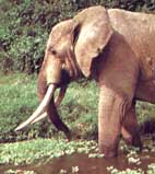Elefant asitic