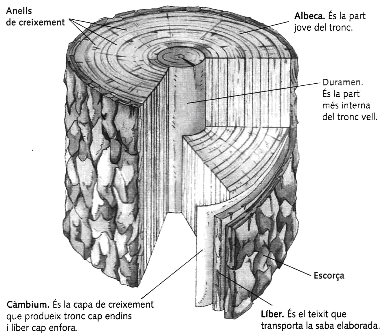 parts d'un tronc