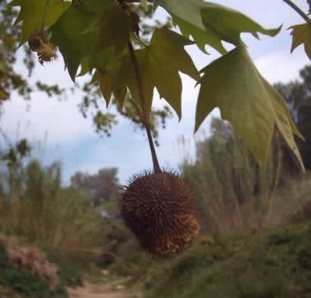 fruit del plataner