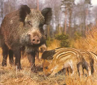 Foto extreta de la Histria Natural dels Pasos Catalans