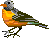 Robin.gif