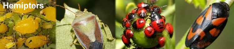 hemípters