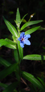 Mill gru�  Lithospermum purpurocaeruleum
