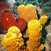 Esponges