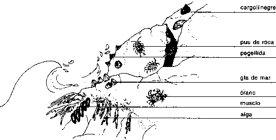 Esquema 2 espig&oacute;