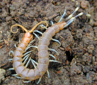 200px-Centipede.jpg