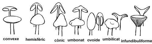 formes del barret dels bolets