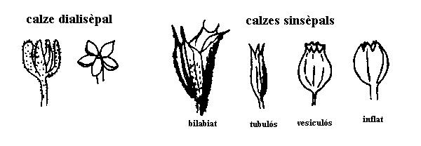 tipus de clazes