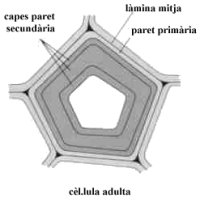 paret en una cl.lula adulta