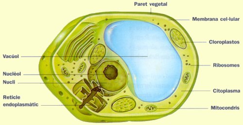 imatge esquemtica d'una cl.lula vegetal