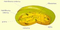 esquema d'un cloroplast