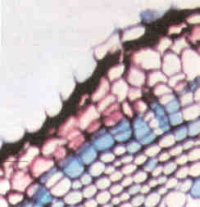 epidermis suberificada