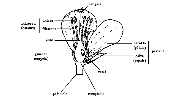 parts d'una flor