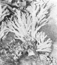 Fucus vesiculosus