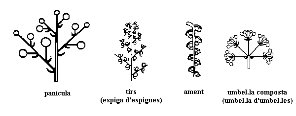 inflorescncies compostes