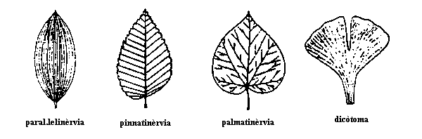 fulles segons la nervadura