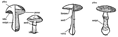 parts d'un bolet