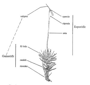 parts d'una molsa