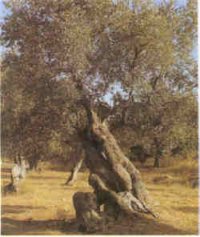l'olivera t un tronc llenys, com tots els arbres