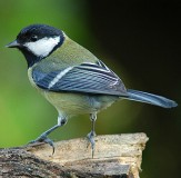els canvis estacionals en els ocells es manifesten en la coloraci i, especialment, en el cant