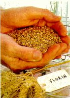 Blat de moro transg�nic