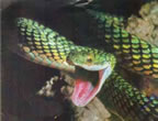 colobra