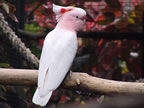 cacatua